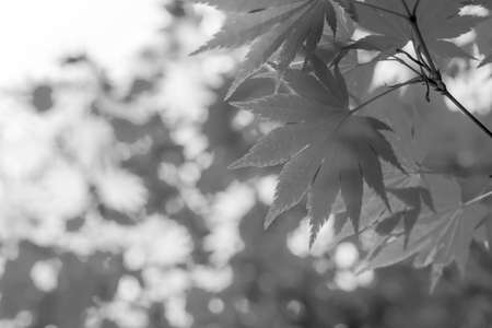 grey leaves against sky backgroundの写真素材