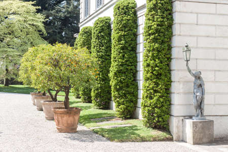 mandarin tree with ripe fruitsの写真素材