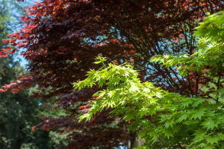 botanic garden with green and red treesの写真素材