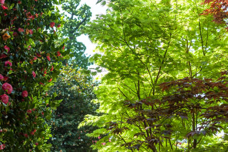botanic garden with green and red treesの写真素材