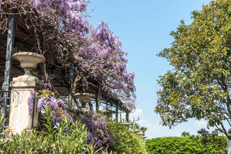 blooming wisteria over pavilionの写真素材