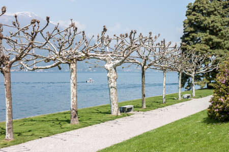 beautiful park with trees along Como lake sideの写真素材
