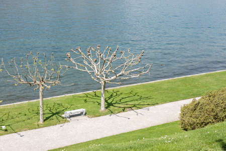 beautiful park with trees along Como lake sideの写真素材
