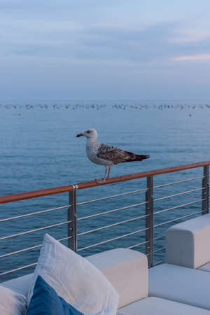 proud seagull walking on empty cafe terraceの写真素材