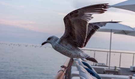 seagull sitting on rail of beautiful terraceの写真素材