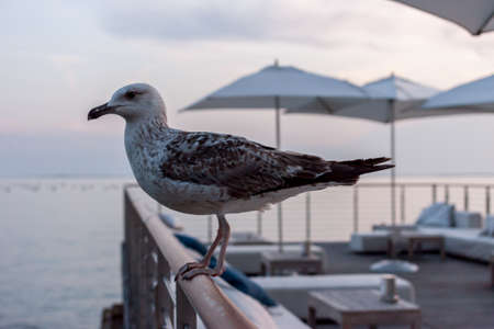 seagull sitting on rail of beautiful terraceの写真素材