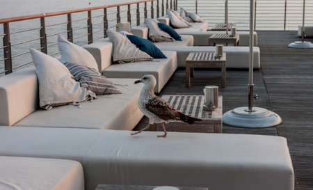 proud seagull walking on empty cafe terraceの写真素材