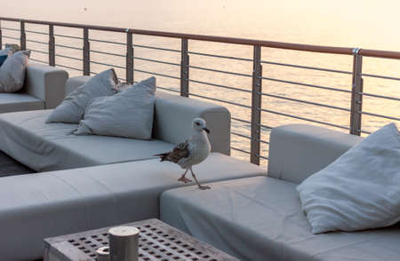seagull on terrace watching sunset