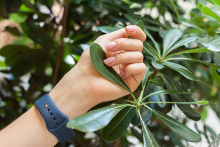 female hand keep green leafの写真素材