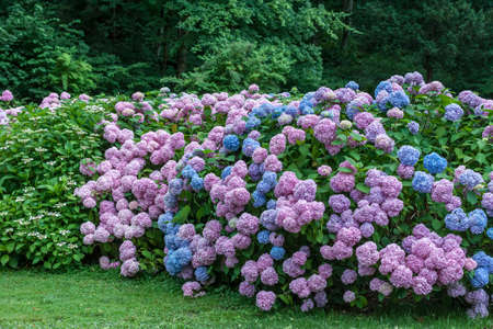 colorful blooming hydrangea backgroundの写真素材