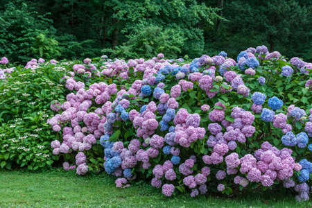 colorful blooming hydrangea background