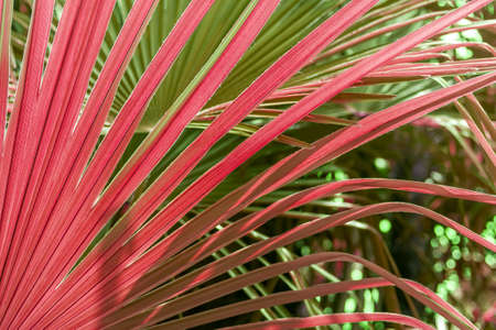 closeup red and green palm tree leaf texture for background