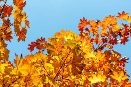autumn yellow leaves against blue sky background with copyspace