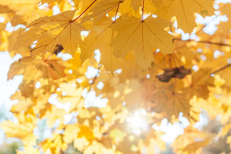 autumn colorful yellow leaves textured background sunny lightの写真素材