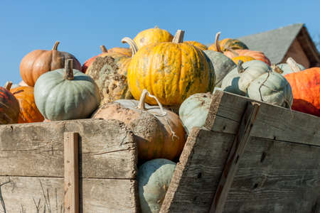 rustic trailer full of different pumpikins farm garden blue sky background