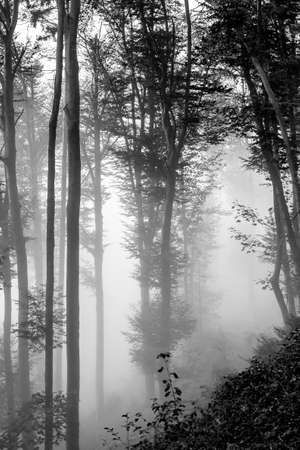 black white mysterious foggy autumn forest background with weak sunlightの写真素材
