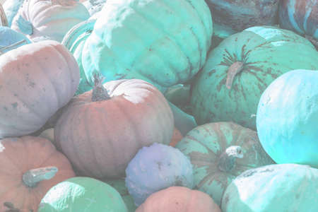 pile of blue diferent pumpkins in farm gardenの写真素材