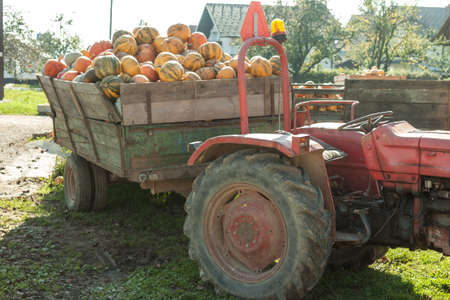 pumpkin hrvest on the tactor in villageの写真素材