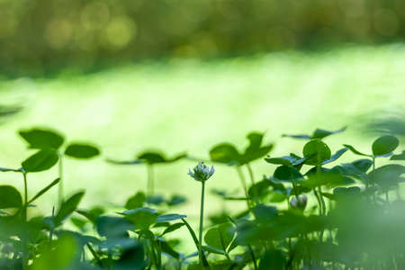 green grass and clover closeup with copyspaceの写真素材