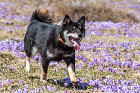 cute shiba inu dog on crocus fieldの写真素材