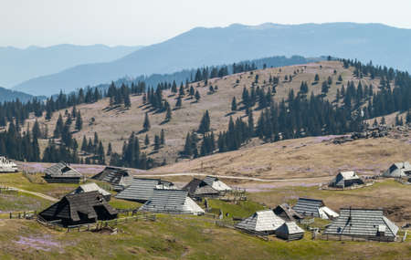 spring crocuses in mountain village Velika Planina Sloveniaの写真素材