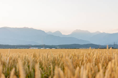 wheat yellow field against beautiful mountains backgroundの写真素材