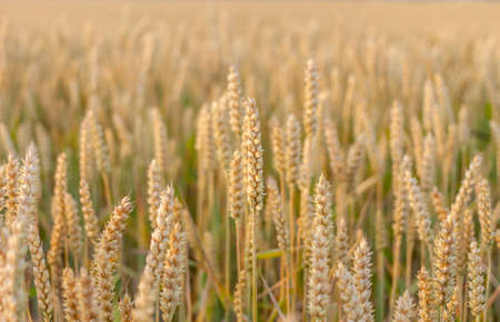 wheat yellow beautiful field with closeup spikelet