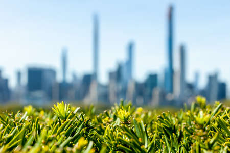 New York city blurred silhouette skyline over green branches