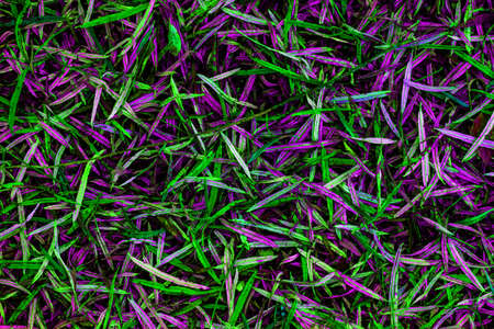 green and violet abstract background  with leaves silhouetteの写真素材
