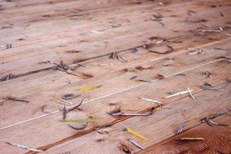 terrace siberian larch planks fluted closeup. selective focus. Autumn leavesの写真素材