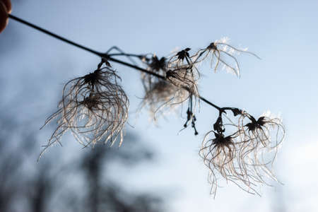 Nature background trees and dried flowers against blue sky