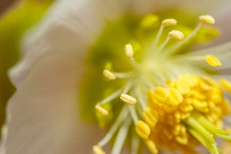 beautiful forest flower blossom macro closeup selective focusの写真素材