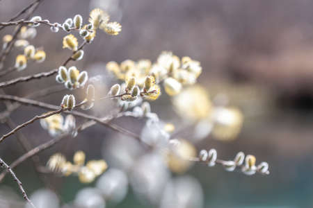 spring blooming beautiful willow branch closeup against blurred backgroundの写真素材