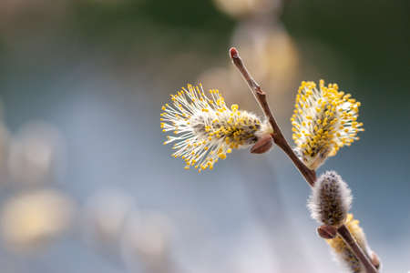 spring blooming beautiful willow branch closeup against blurred background