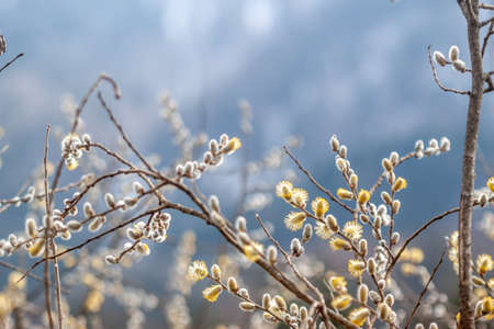 spring blooming beautiful willow branch closeup against blurred backgroundの写真素材