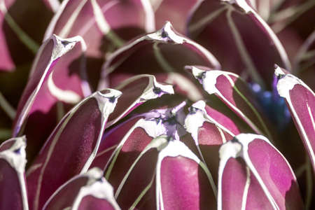 dark violet suculent plant closeup selective focus backrgoundの写真素材
