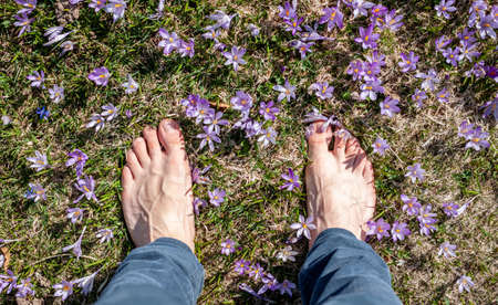 male feet in crocus or saffron flowers field top view