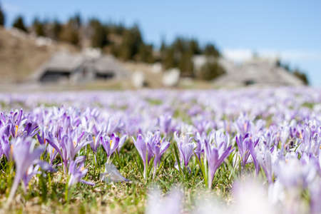 saffron or crocus flowers spring blossom closeup selective focusの写真素材
