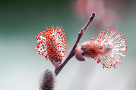 spring blooming beautiful willow branch closeup against blurred background