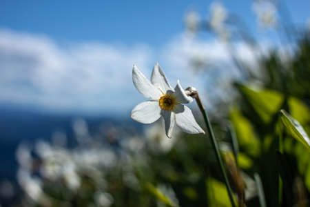 field with wild white narcissus high in mountainsの写真素材