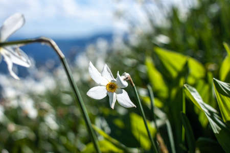 field with wild white narcissus high in mountainsの写真素材