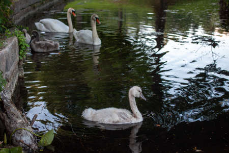 beautiful swans with cygnets in a park pondの写真素材