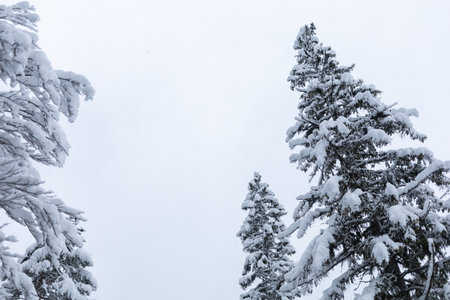 winter forest trees covered with white snow