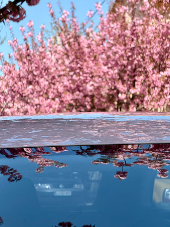 Blooming cherry trees reflection in car roofの写真素材