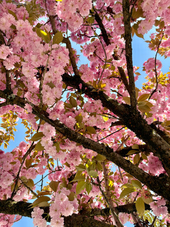 Blooming cherry tree branches against blue skyの写真素材