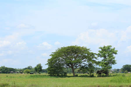 Big tree in green meadow on bright dayの写真素材