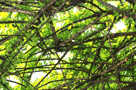 under calabash tree backgroundの写真素材