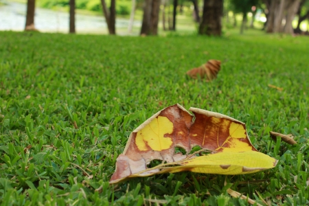 Falling leaf on the groundの写真素材