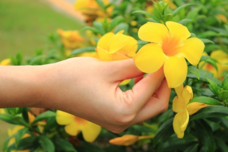 yellow allamanda on handの写真素材