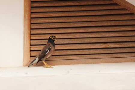 The Common Myna or Acridotheres tristisの写真素材